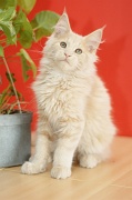 MAIN_COON_C060