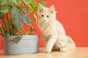 MAIN_COON_C061