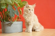 MAIN_COON_C062