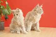 MAIN_COON_C063