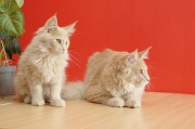 MAIN_COON_C064