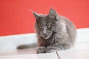 MAIN_COON_C066