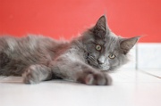 MAIN_COON_C067