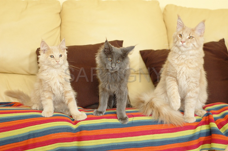 MAIN_COON_G001.jpg