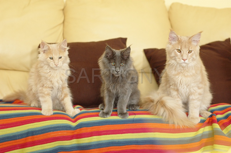 MAIN_COON_G002.jpg
