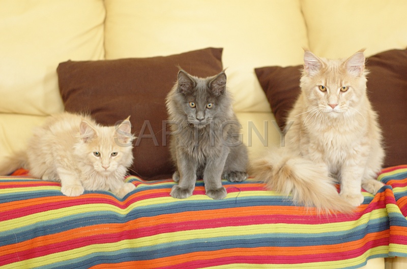 MAIN_COON_G003.jpg