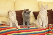MAIN_COON_G001