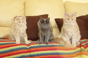 MAIN_COON_G002