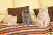 MAIN_COON_G003
