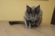 CHATONS
