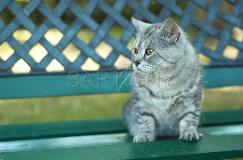 MANX_005.jpg