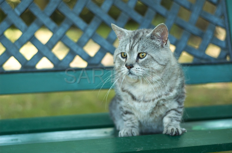 MANX_006.jpg