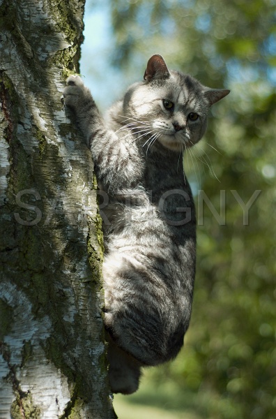 MANX_015.jpg