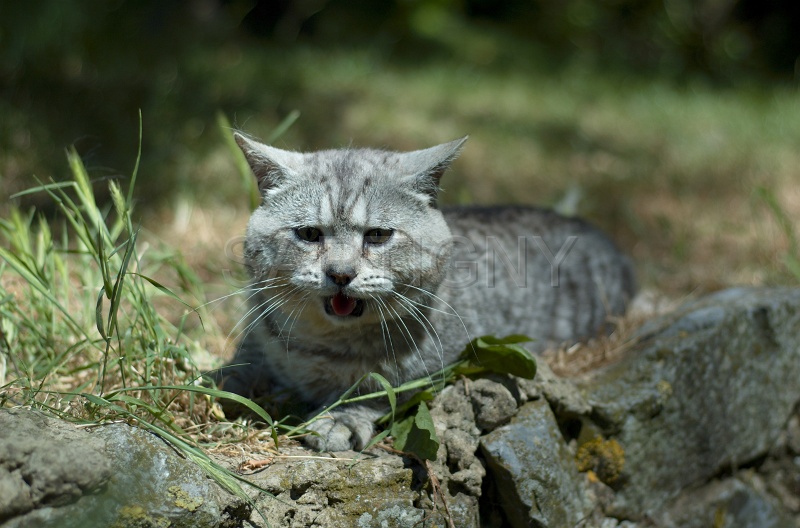 MANX_017.jpg