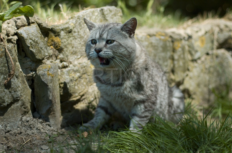 MANX_020.jpg