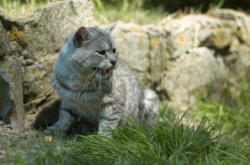 MANX_021.jpg