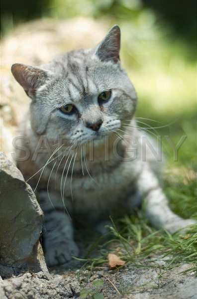 MANX_022.jpg
