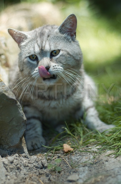 MANX_023.jpg