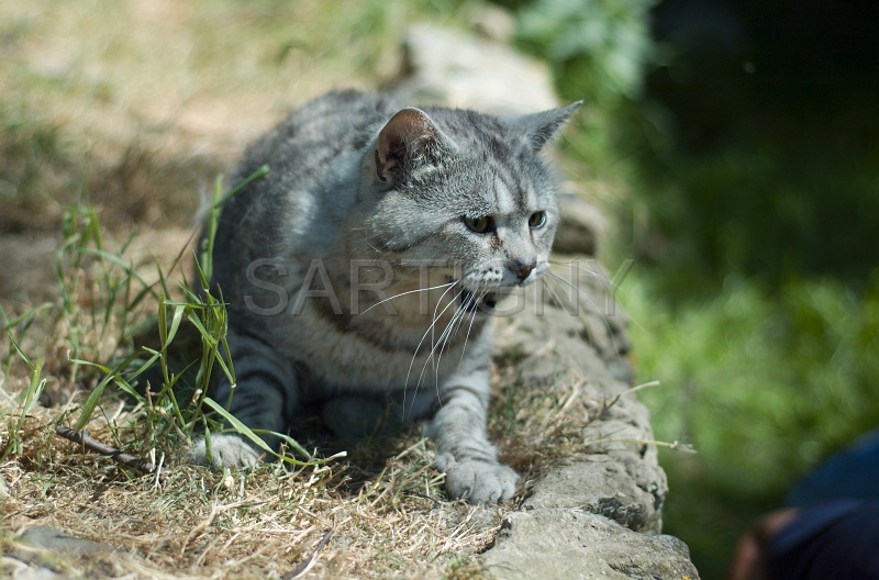 MANX_030.jpg