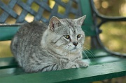 MANX_009
