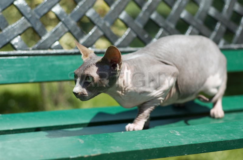 SPHYNX_001.jpg