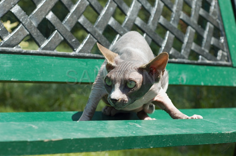 SPHYNX_004.jpg