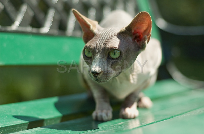 SPHYNX_007.jpg