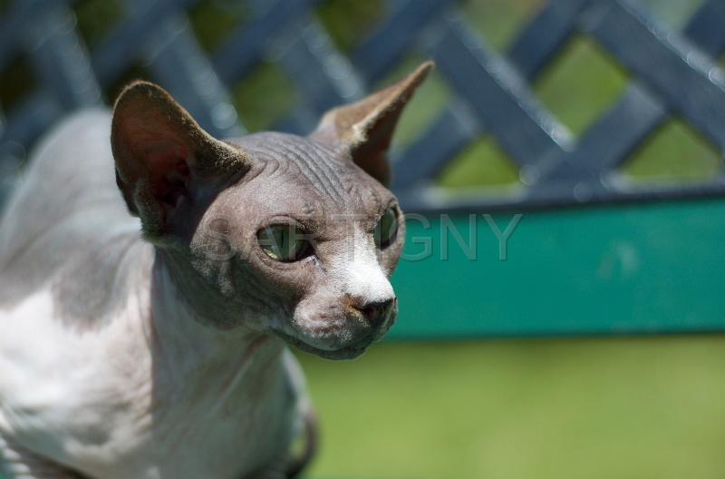 SPHYNX_011.jpg
