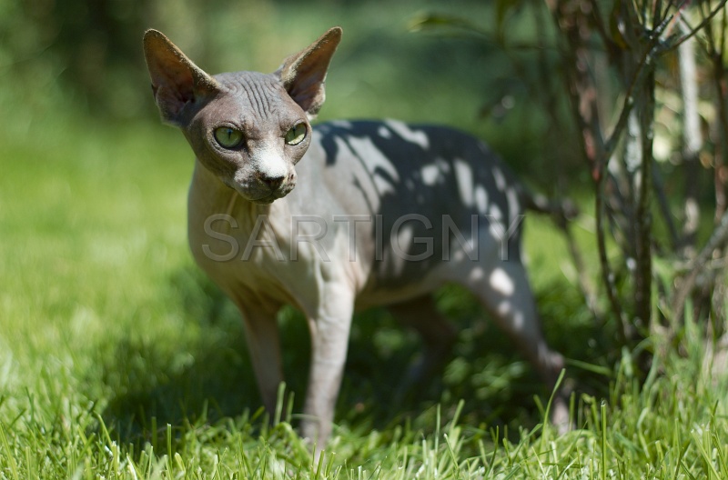 SPHYNX_014.jpg