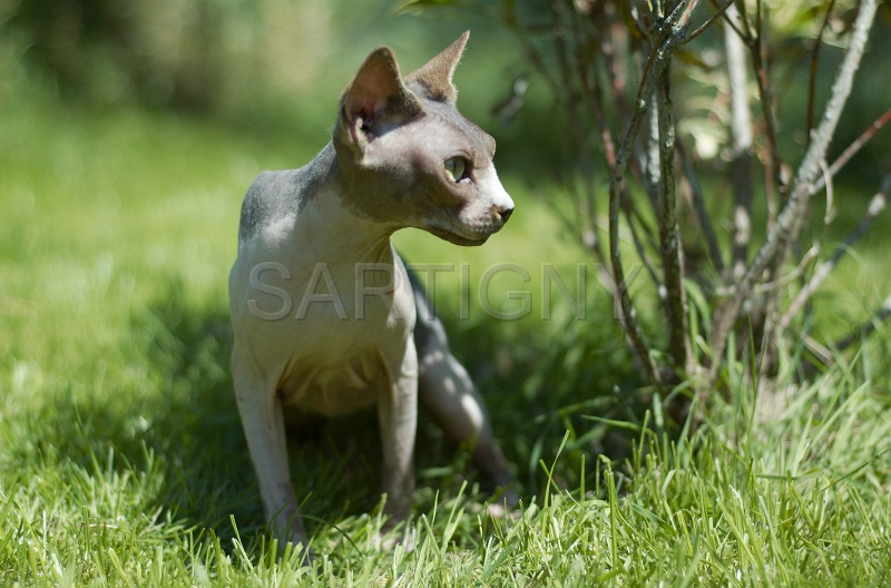 SPHYNX_016.jpg