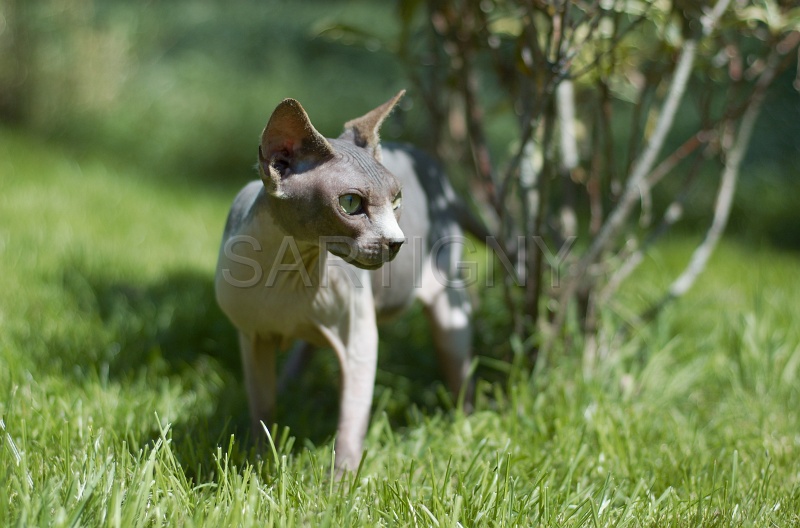 SPHYNX_017.jpg