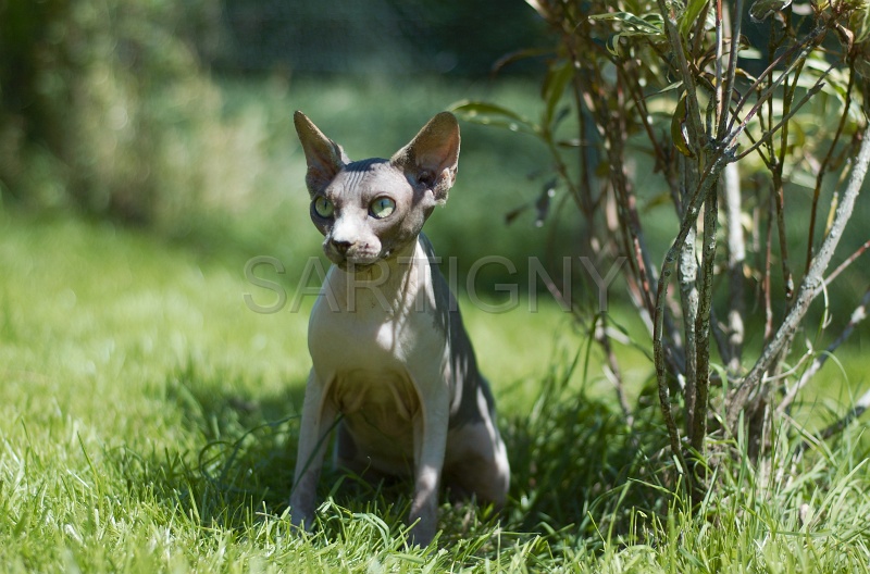 SPHYNX_018.jpg