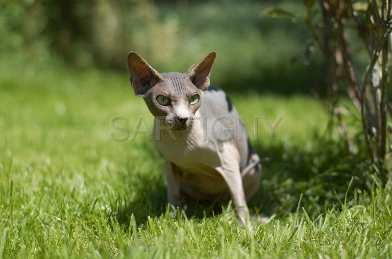 SPHYNX_023.jpg