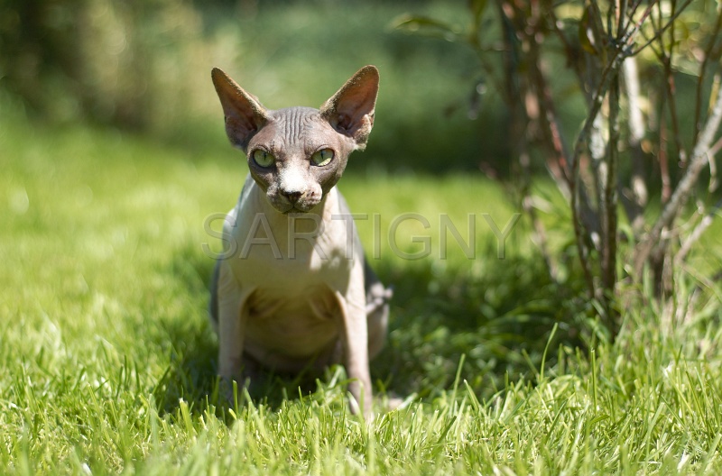 SPHYNX_025.jpg