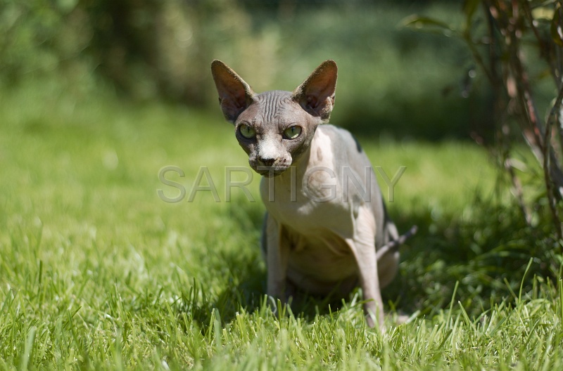 SPHYNX_026.jpg
