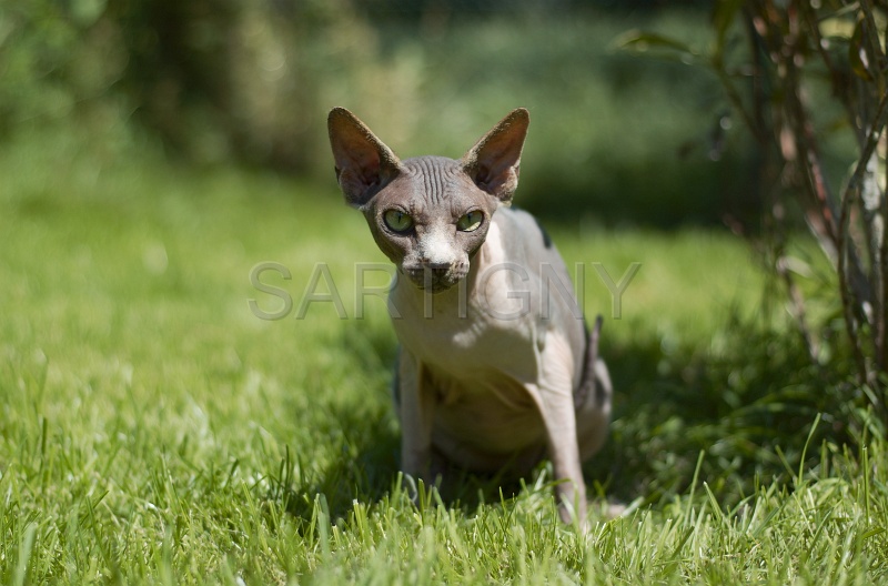 SPHYNX_027.jpg
