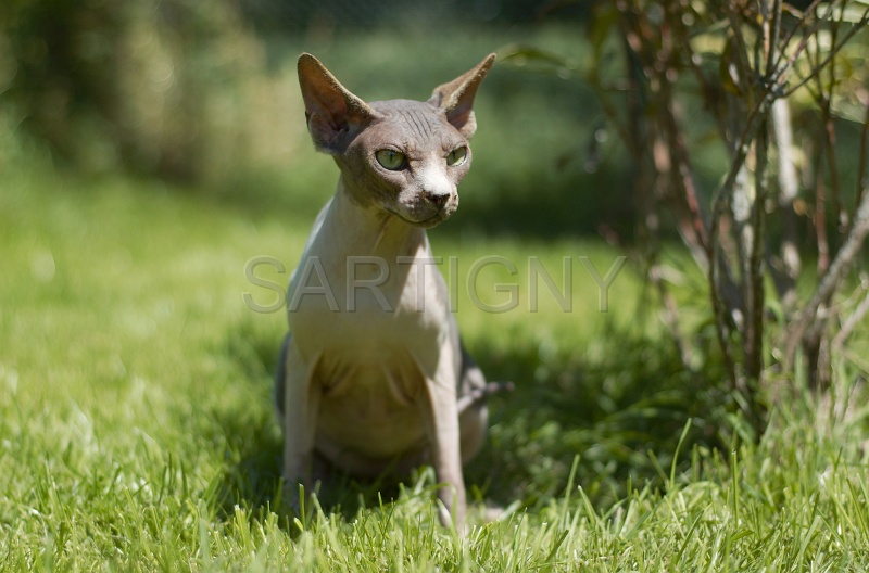 SPHYNX_028.jpg