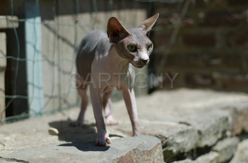 SPHYNX_033.jpg