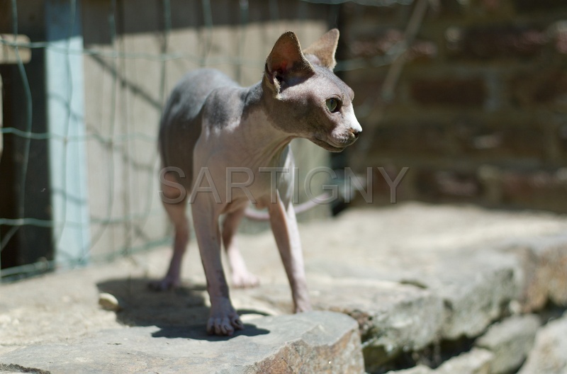 SPHYNX_034.jpg