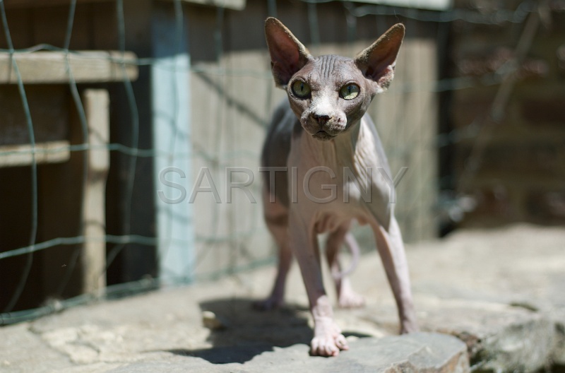 SPHYNX_035.jpg