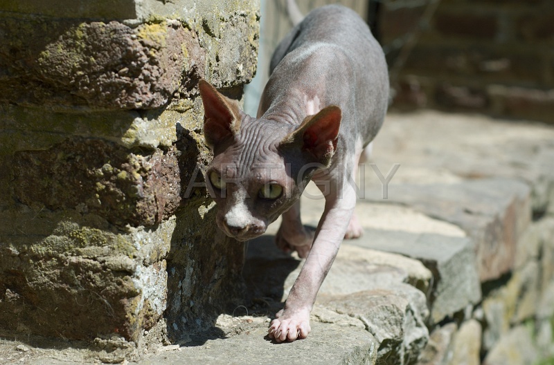 SPHYNX_038.jpg