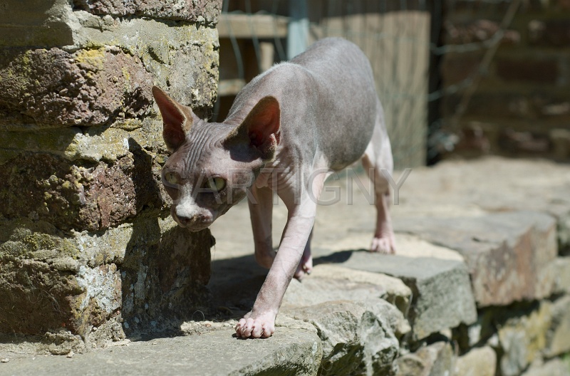 SPHYNX_039.jpg