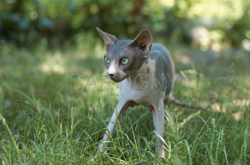 SPHYNX_040.jpg