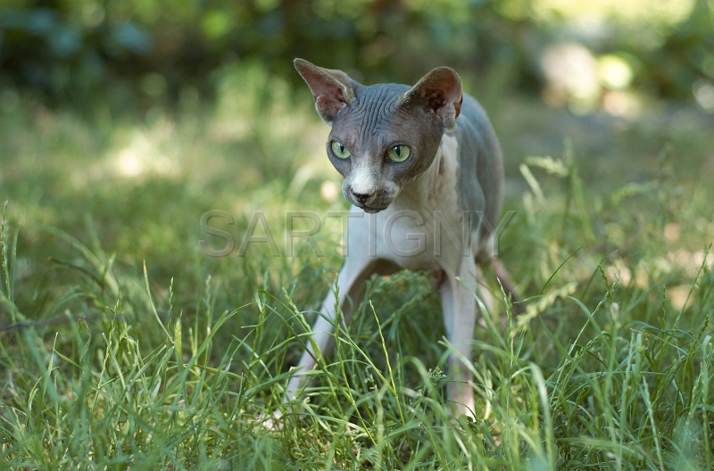 SPHYNX_041.jpg