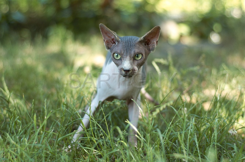 SPHYNX_042.jpg