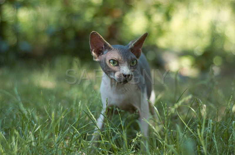 SPHYNX_046.jpg