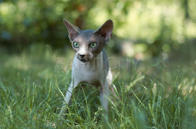 SPHYNX_047.jpg