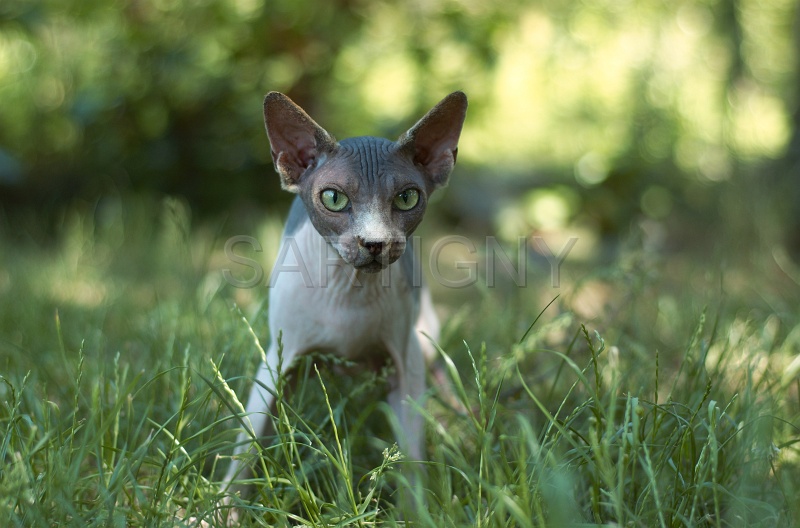 SPHYNX_049.jpg