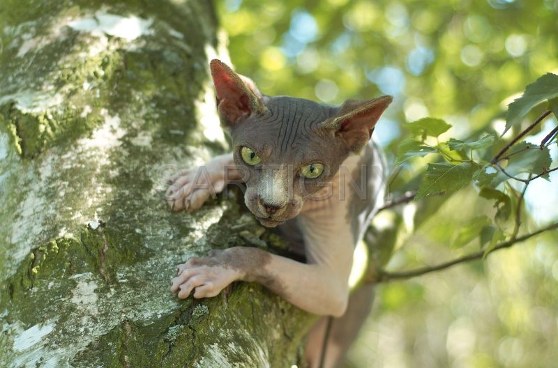 SPHYNX_055.jpg
