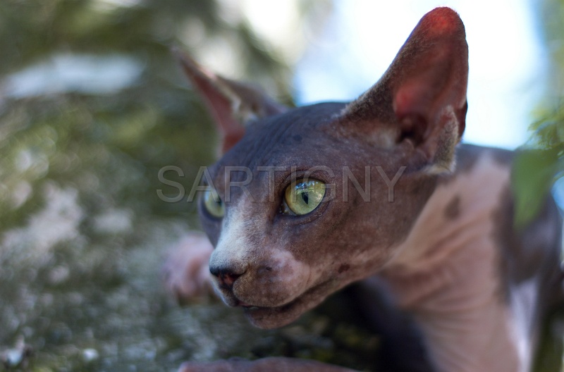 SPHYNX_058.jpg